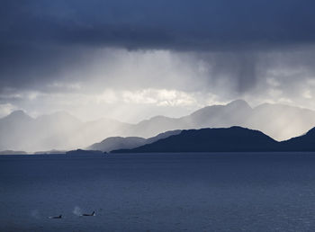 Two orca whales swimming through fjord in patagonia