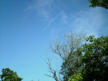 Low angle view of tree against blue sky