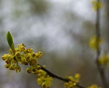 Close-up of flower