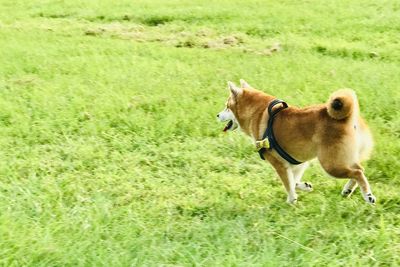 View of a dog running on grassy field