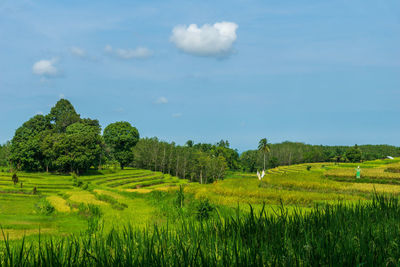 The view of indonesia is a vast and green rice field farm