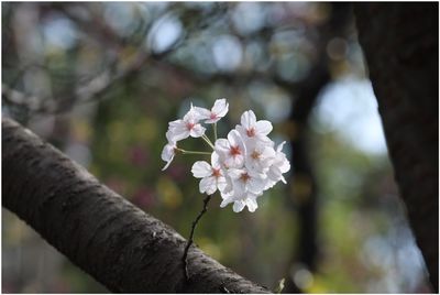 Close-up of white flower tree