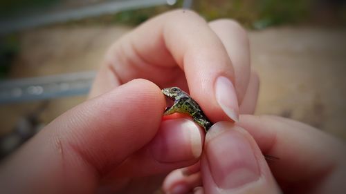 Close-up of hand holding small