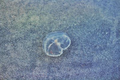 High angle view of jellyfish in water