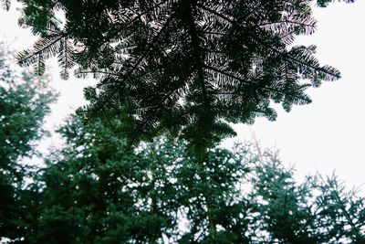 Low angle view of trees