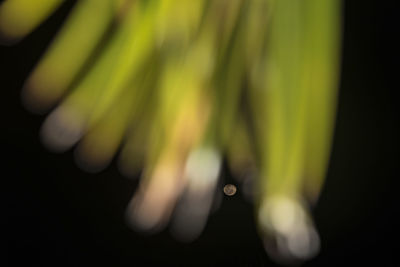 Close-up of plant against black background