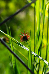 Close-up of insect on flower