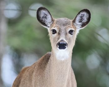 Deer looking at camera outdoors