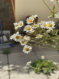 Close-up of white daisy flowers