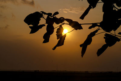 Silhouette plants growing on field against sky during sunset