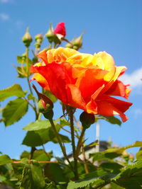 Close-up of red flowering plant against sky