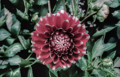 Close-up of pink flowers blooming outdoors