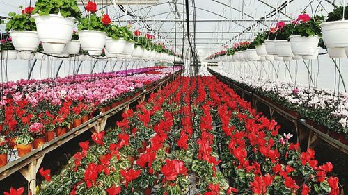 View of potted plants in greenhouse