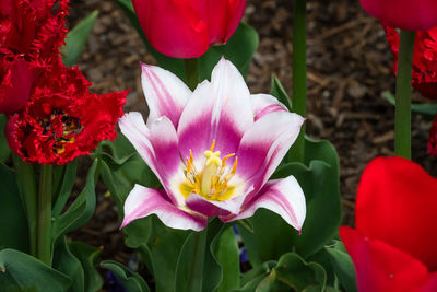 Close-up of pink flower