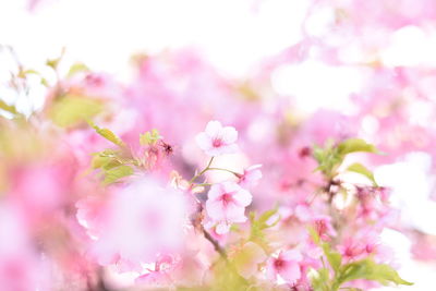 Close-up of pink cherry blossoms