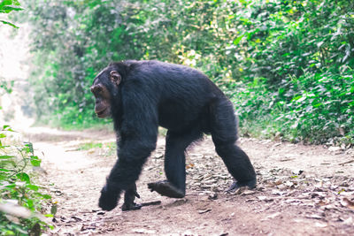 Chimpanzee crossing a road in a rainforest 