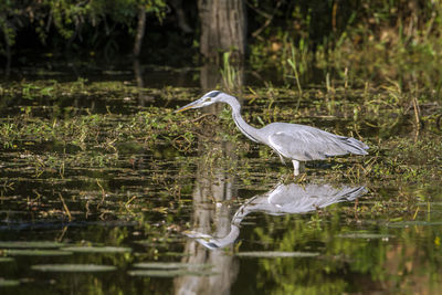 Side view of a bird in water