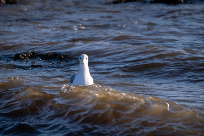 water