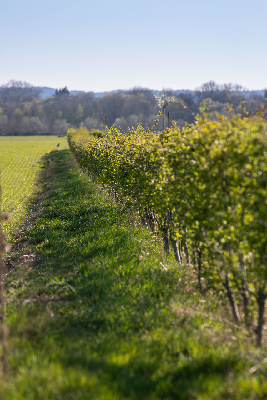 VIEW OF VINEYARD