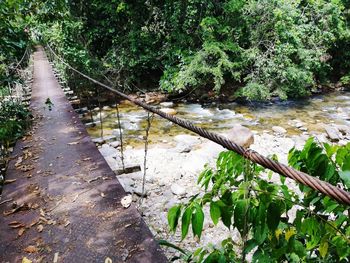 Plants growing by river in forest