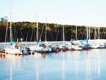 Sailboats moored in harbor