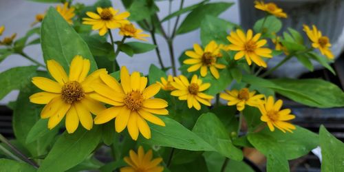 Close-up of yellow flowering plants