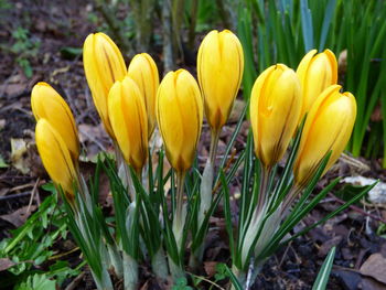 Close-up of yellow plants on field