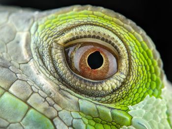 Close-up of a lizard