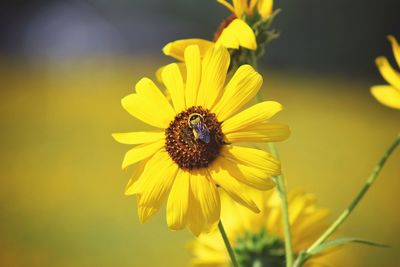 Bumble bee on yellow sun flower