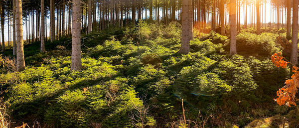 Pine trees in forest