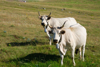 Two cows grazing in campo imperatore abruzzo