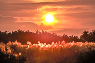 Scenic view of silhouette trees against orange sky