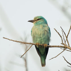 Low angle view of bird perching on branch