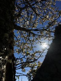 Low angle view of blooming tree against sky