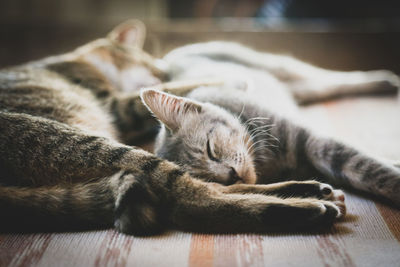 Close-up of cat sleeping on floor at home