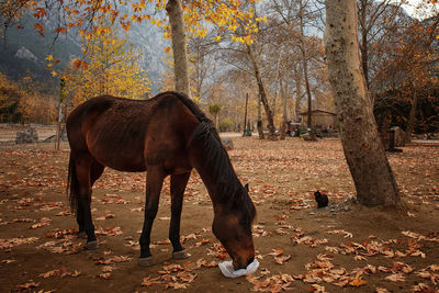 Horse standing on field during autumn