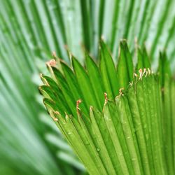 Close-up of green leaf on grass