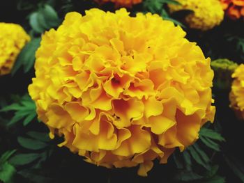 Close-up of yellow flower