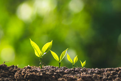 Close-up of small plant growing on field