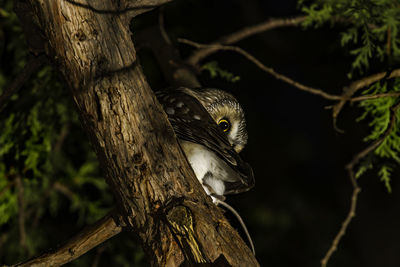 Close-up of bird perching on tree