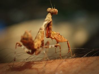 Close-up of insect