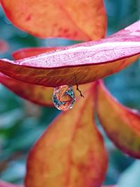 Close-up of insect on red flower