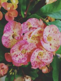 Close-up of pink flowers blooming outdoors