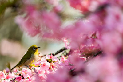 Bird perching on cherry blossom