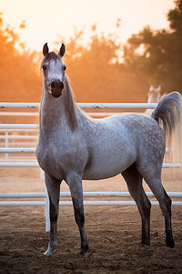 Horse standing on field