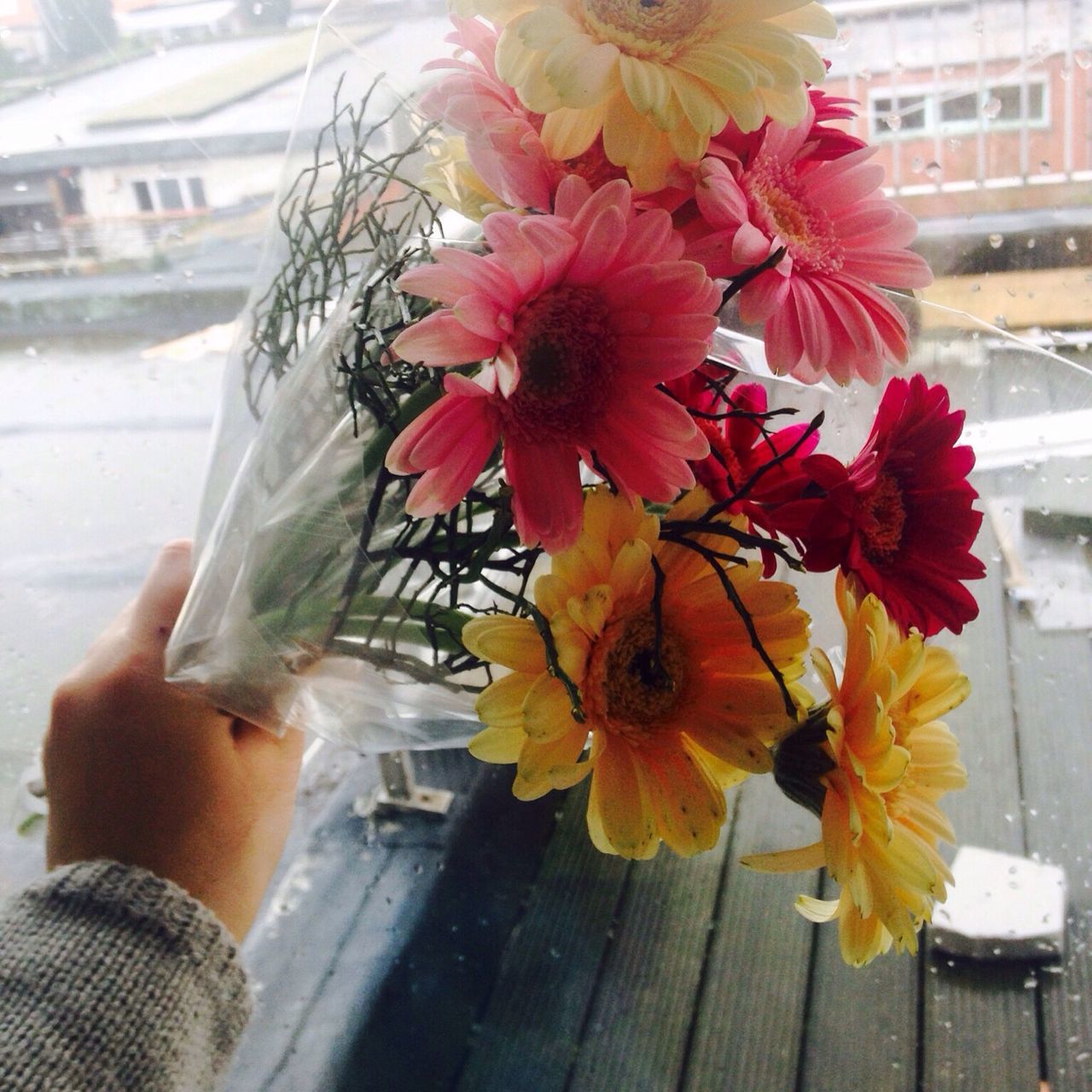 flower, freshness, fragility, petal, flower head, vase, holding, person, focus on foreground, close-up, beauty in nature, potted plant, nature, blooming, part of, growth, day, pink color