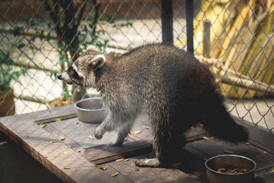 Close-up of lion eating food in zoo