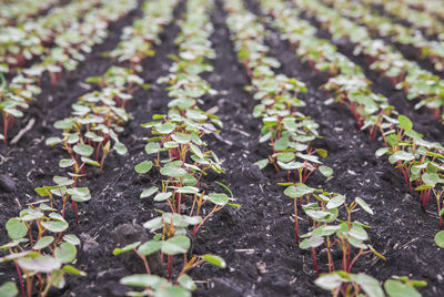 Tiny green sprouts on the field close-up