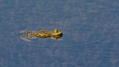 Close-up of frog swimming in lake