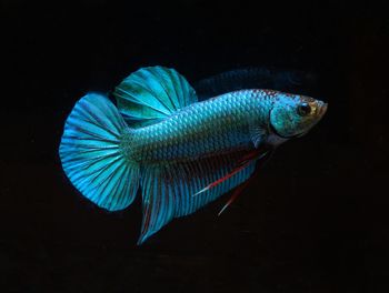 Close-up of fish swimming in sea
